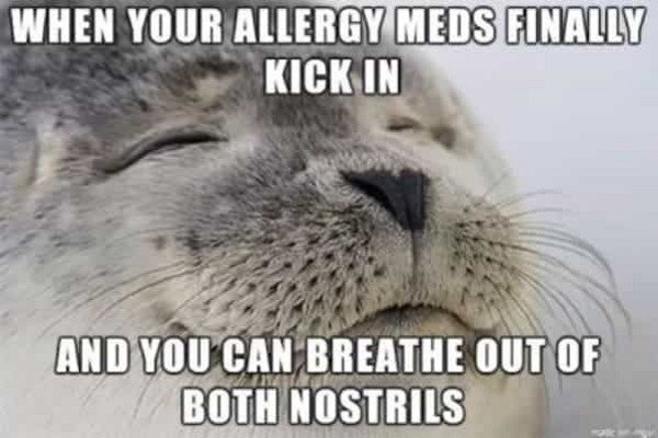 seasonal allergies meme of a seal with its eyes closed. Caption: When your allergy meds finally kick in and you can breathe out of both nostrils.
