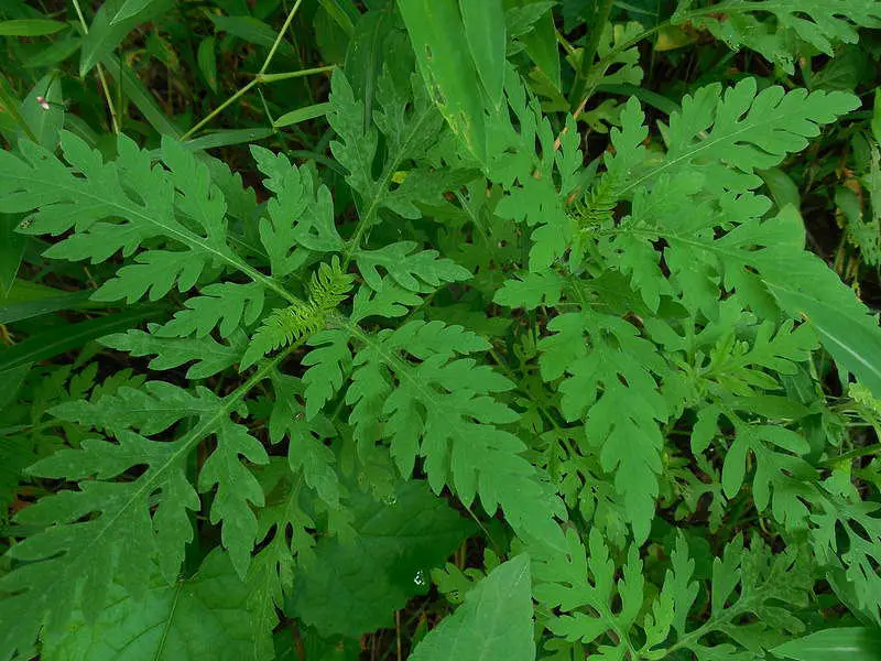 A bushy, small annual ragweed plant. The color is bright green with many leaves branching out.
