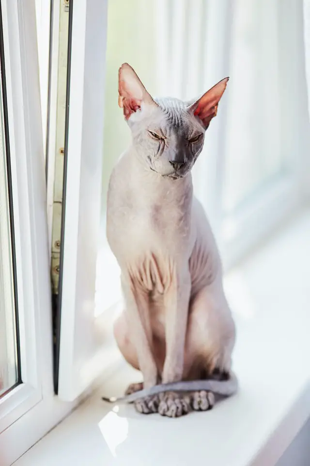 Hypoallergenic Sphynx cat sitting on a window sill 