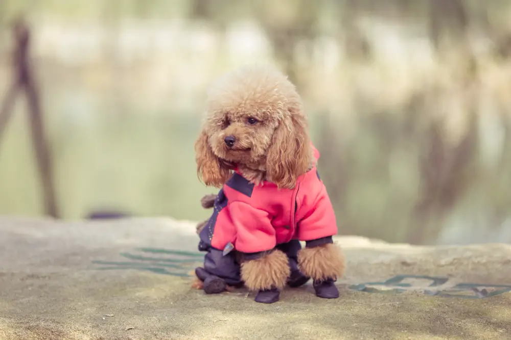 Hypoallergenic Toy poodle in a red and blue hoody outside. 