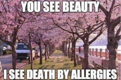 llergies with Trees meme. Blooming pink flower trees down a street with the title, “You see beauty, I see death by allergies.” 